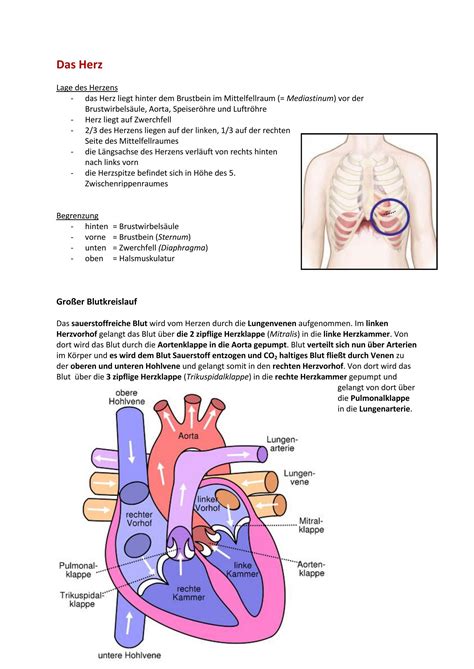 Herz Zusammenfassung Anatomie Und Physiologie Herz Und Lymphsystem