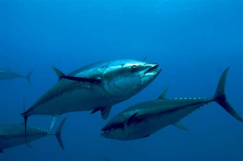 Atlantic Blue Fin Tuna Thunnus Thynnus Blue Climate Solutions