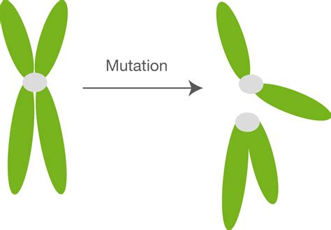 Mutationen Genetik Bio Digitales Schulbuch Skripte Schullvde