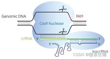 crispr cas csdn