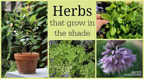 Herbs That Grow In Shade: 10 Delicious Choices for the Garden