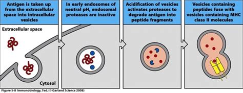 Antigen Processing And Presentation Flashcards Quizlet