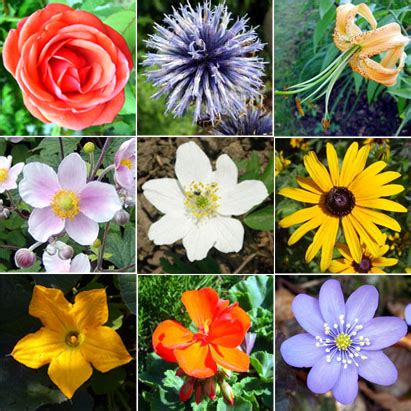 Types of Flowers – Discover the Universe of Flowers!