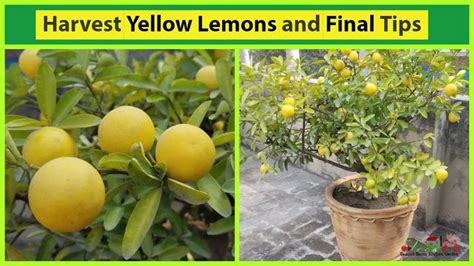 Harvest Tons Of Yellow Juicy Lemons With Pruning Tips Asimgarden