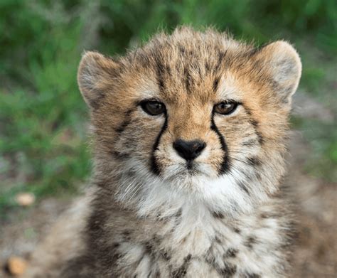 Monarto Zoo's five adorable Cheetah cubs have been named!