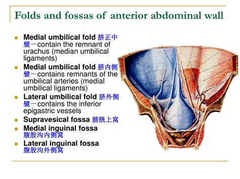 medial umbilical ligament median umbilical ligament fmsmb