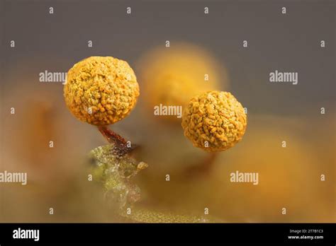 Physarum Oblatum Hi Res Stock Photography And Images Alamy