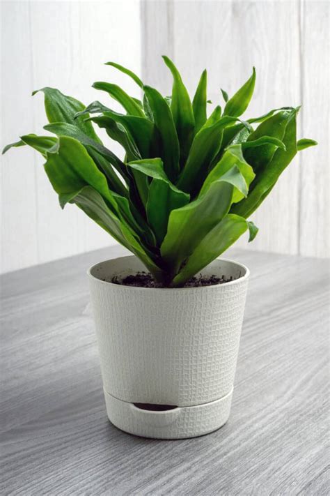 Dracaena Fragrans Care - Your #1 Best Guide