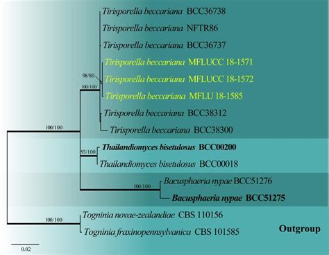 Phylogram Generated From Maximum Likelihood Analysis Based On Combined