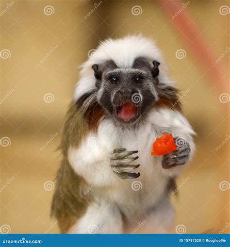 Tamarin Monkey Portrait stock photo. Image of mammal - 15787520