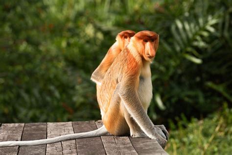 Proboscis Monkey Sanctuary Tour - Asia Green Travel