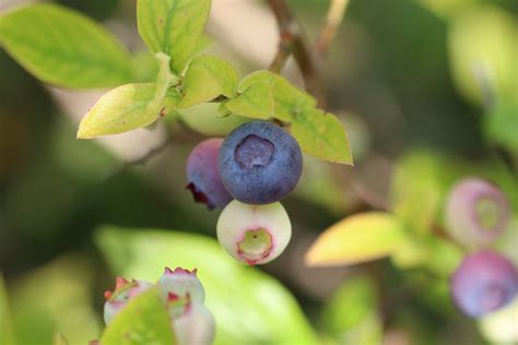 Blaubeeren Heidelbeeren Anbauen Pflanzen Schneiden Und Erntezeit