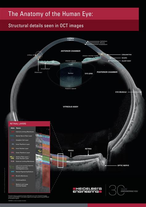 Pdf The Anatomy Of The Human Eye · Vitreous Body Fovea The Anatomy Of