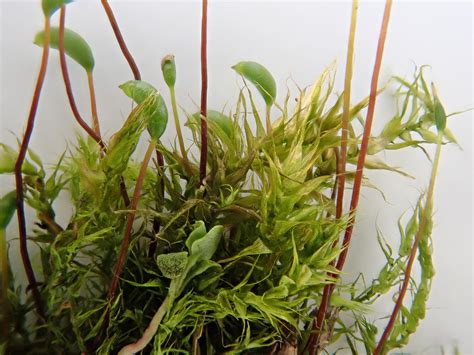 Leptodictyum riparium - British Bryological Society