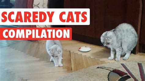 Scaredy Cats Video Compilation 2016 | FunnyCat.TV