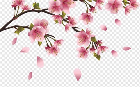 Cherry Blossom Desktop Flower Dividers Branch Twig Flower Png Pngwing