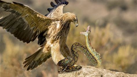 Eagle Vs Snake Real