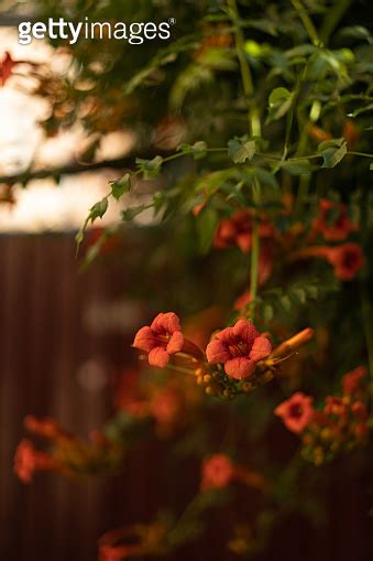 Beautiful Red Flowers Of The Trumpet Vine Or Trumpet Creeper Campsis