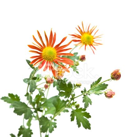 Spray Chrysanthemum Stock Photo | Royalty-Free | FreeImages