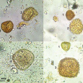 Micrographs of the spores indicating the plowing. 1 -Lycopodium ...