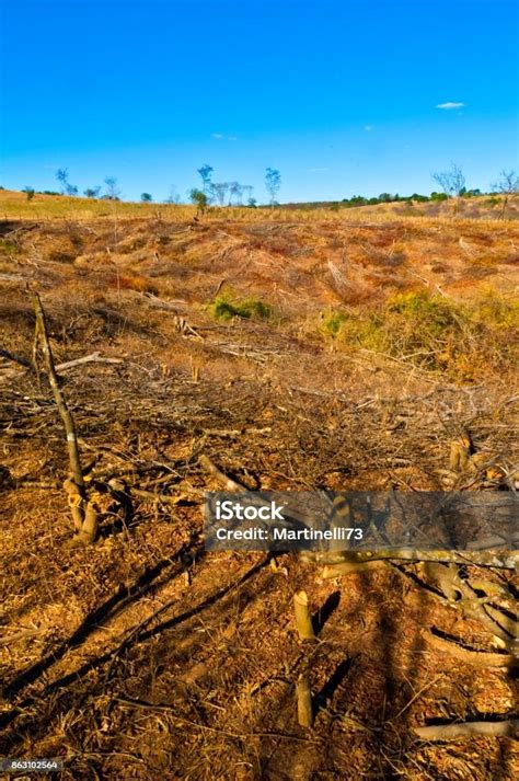 Deforestation In Cerrado Stock Photo - Download Image Now - Bare Tree ...