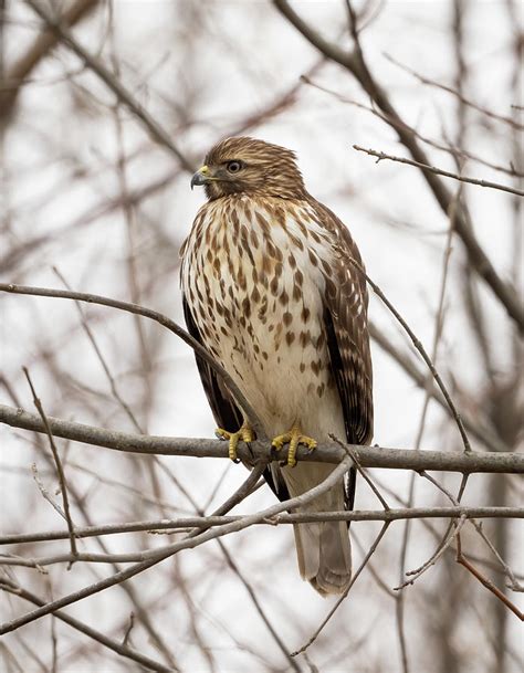 Broad Winged Hawk Photograph By Julie Barrick Fine Art America