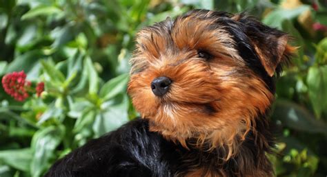 Mejor Alimentaci N Para Un Yorkshire Terrier My Vet Nutritionist