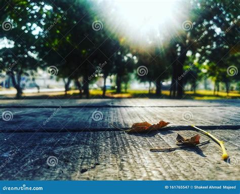 Two Leaves On The Table In Park Of Islamabad In Autumn Season Stock