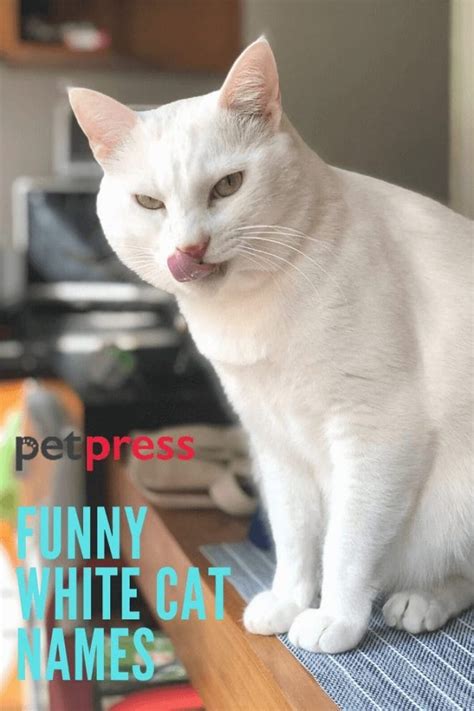 55+ Funny And Hilarious White Cat Names That Will Inspire You - PetPress