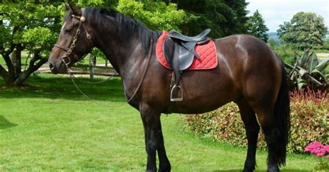 What Is A Cob Horse? - National Equine