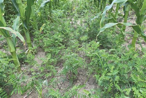 Pest Patrol: Vetch in corn - Country Guide