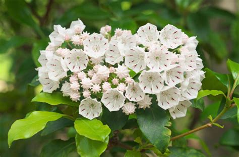 Mountain Laurel: A Stunning Native Plant | The Plant Native