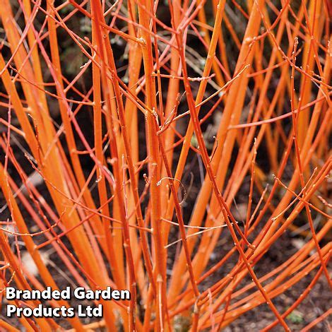 Cornus Sanguinea Midwinter Fire Van Meuwen