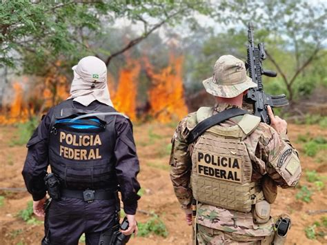 Polícia Federal On Twitter 🔥operaÇÃopf Pf Erradica 214 Mil Pés De