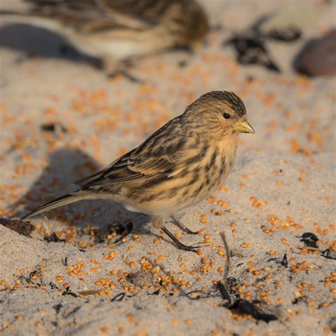 TrogTrogBlog: Bird of the week - Twite