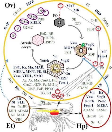 Proteins Directly And Indirectly Related To Penaeus Vannamei