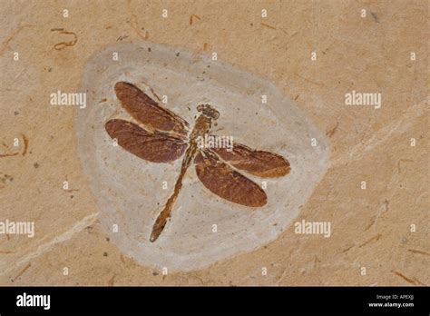 Dragonfly Fossil Ceara Brazil From Santana Formation Lower