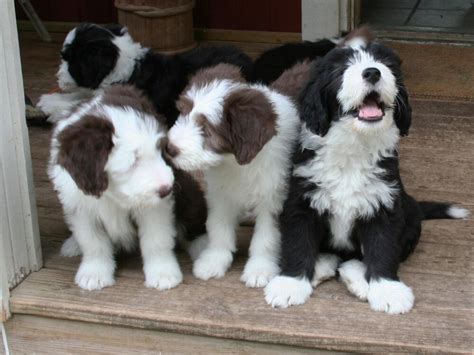 Bearded Collie Dog Puppies - DesiComments.com