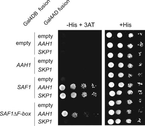 Saf P Interacts With Both Aah P And Skp P Two Hybrid Reporter Yeast