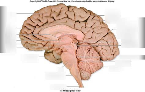 Neuro Medial Brain 2 Diagram Quizlet