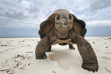 Aldabra Atoll A Living Archive Of Evolution