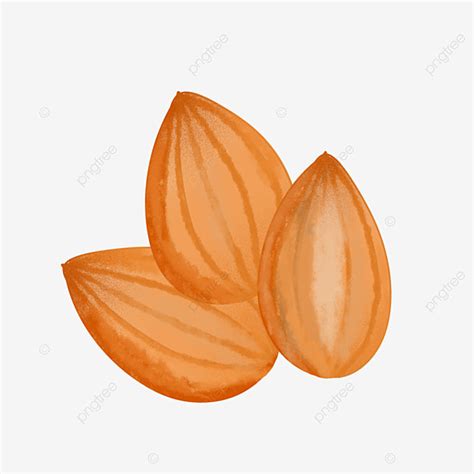 Snacks Nuts Clipart Vector, Snack Nut Almond Illustration, Three ...