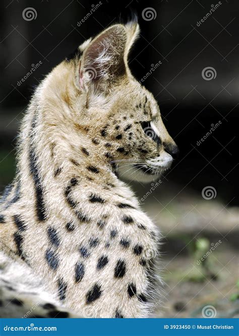 Retrato Do Serval Foto De Stock Imagem De Cabelo Gato