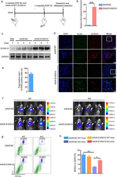 S A Promotes Cancer Metastasis Via Recruitment Of Mdscs Within The