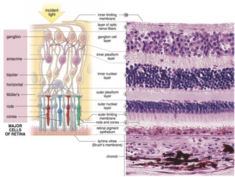 Optom Retinal Anatomy Rpe And Outer And Inner Segments Of