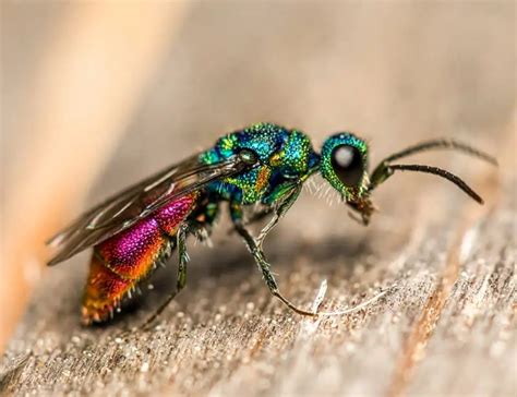 21 Types of Wasps: Facts and Photos