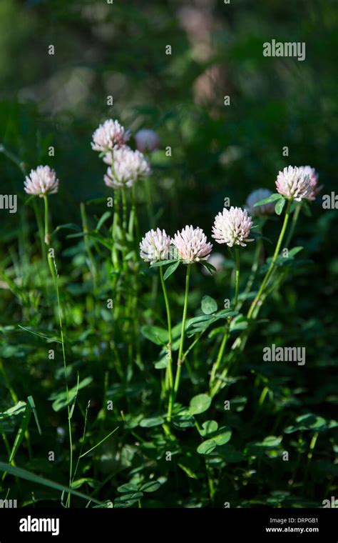 Trifolium Dasyphyllum Fotos Und Bildmaterial In Hoher Aufl Sung Alamy