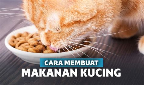 11 Cara Membuat Makanan Kucing Murah Bikin Gemuk Dan Sehat