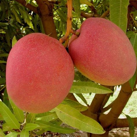 Jual Bibit Mangga Yuwen Buah Yang Cantik Shopee Indonesia