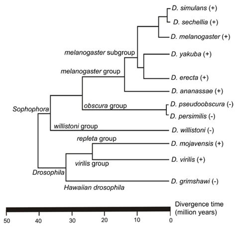 Phylogenetic Tree Of The Drosophila Genus Phylogenetic Relationships